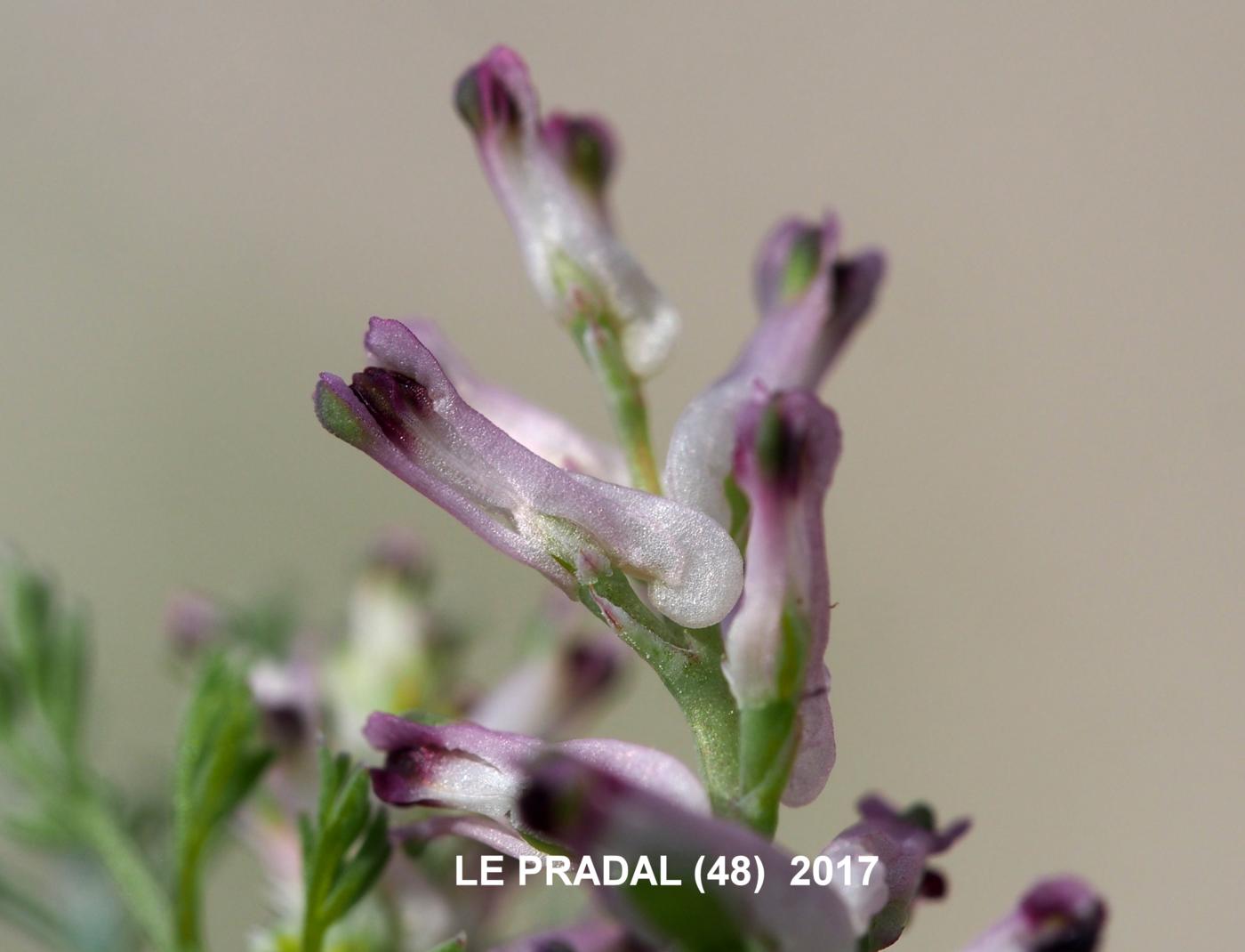 Fumitory, Small-flowered flower
